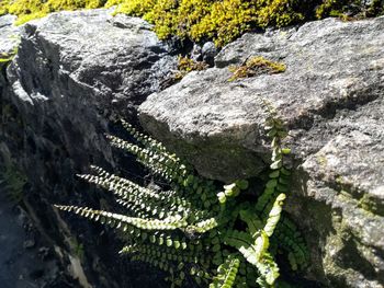 Close-up of plants growing on rock