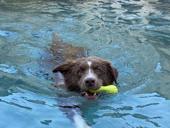 Dog swimming in pool