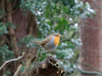 Bird perching on a tree