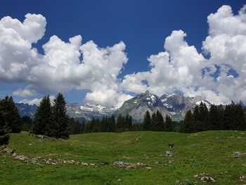 Alpine mountain, meadow, forest, fir trees, snow-covered mountains, blue sky with dramatic clouds