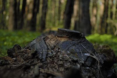 Close-up of log on tree trunk in forest