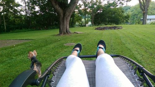 Dog relaxing on grassy field