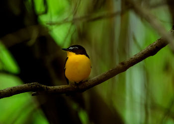 Close-up of bird perching on branch