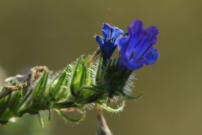 Close-up of purple flowering plant