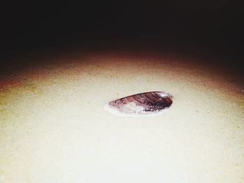 High angle view of a bread in plate