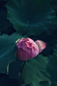 Close-up of pink lotus water lily