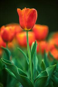 Close-up of orange tulip blooming outdoors