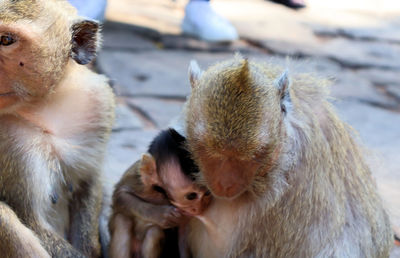 Close-up of a monkey