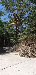 Footpath amidst trees against sky