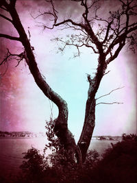 Bare tree by plants against sky