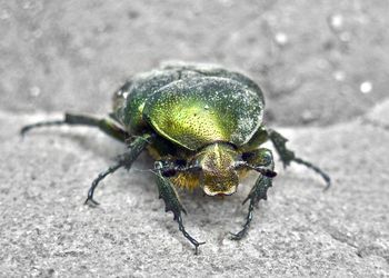 Close-up of fly