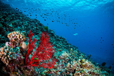 Fish swimming in sea
