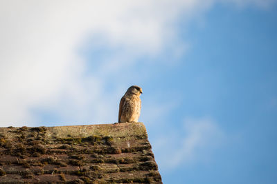 Low angle view of kestrel perched on an old mossy rooftop against sky