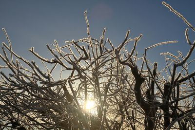 Low angle view of bare trees against sky