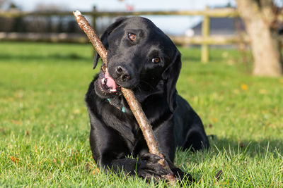 Black dog sitting on field