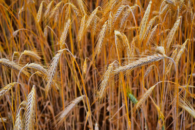 Close-up of wheat growing on field