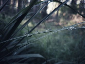 Close-up of water drops on blade of grass