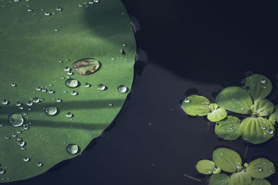 Close-up of water drops on leaves in pond