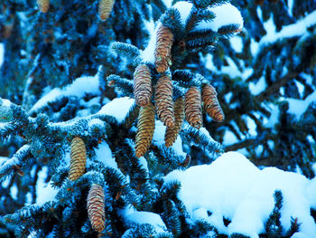 Close-up of snow covered pine tree