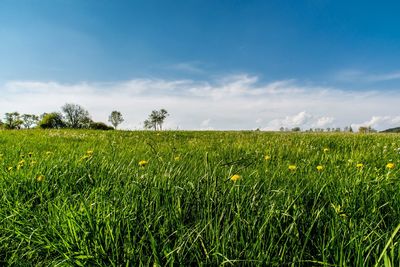 Scenic view of field against sky