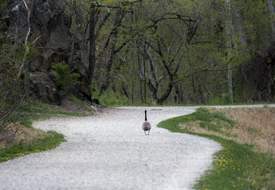 View of a bird in the forest