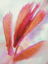 Close-up of pink flower