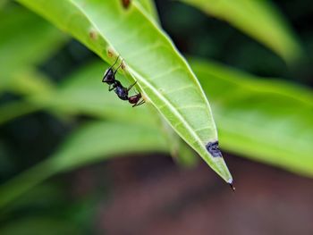 Close-up of an ant on a leaf