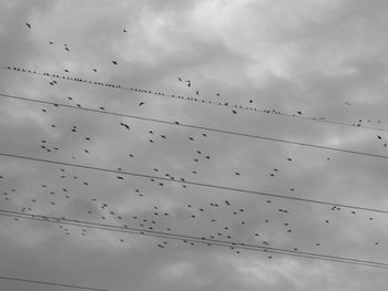 Low angle view of birds flying in sky