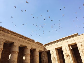 Low angle view of birds flying against building