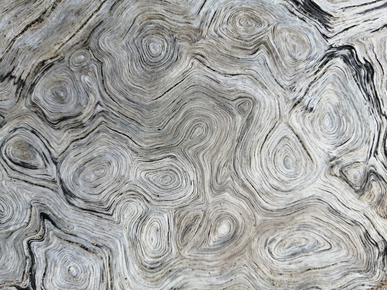 FULL FRAME SHOT OF WOOD ON TREE