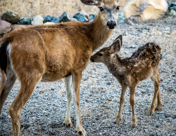 Close-up of deer and fawn on field