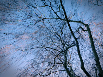 Low angle view of bare tree against clear blue sky