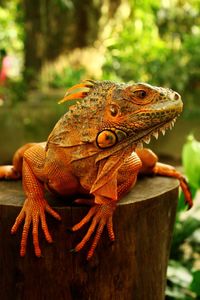 Close-up of a lizard