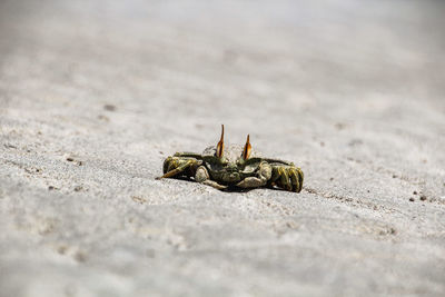 Close-up of insect on sand