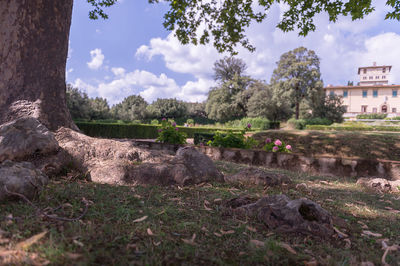 View of sheep on field against sky