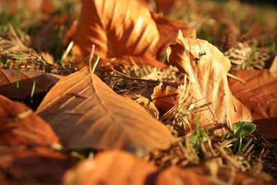 Close-up of dried leaves on field
