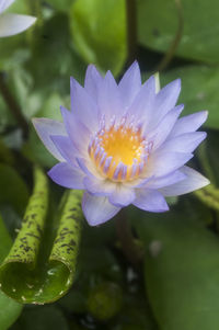 Close-up of lotus water lily