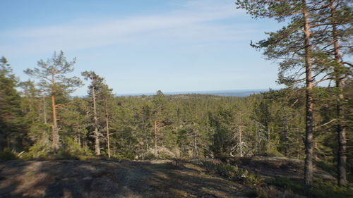 Scenic view of pine trees in forest against sky