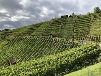 Scenic view of vineyard against sky