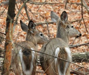 Close-up of two white tailed deer in the forest