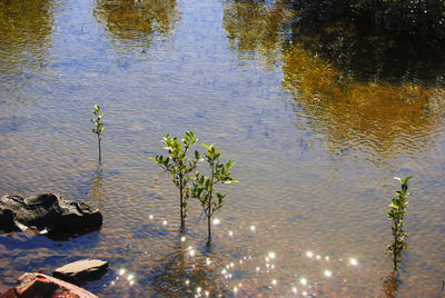 High angle view of plants floating on lake