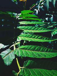 Close-up of fern leaves