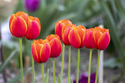 Close-up of red tulip flowers on field
