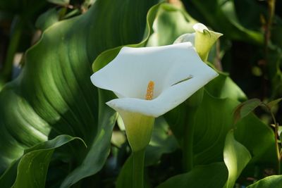 Close-up of white flowering plant