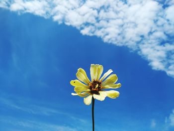 Low angle view of flowering plant against blue sky