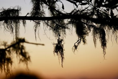 Close-up of silhouette tree against sky at sunset