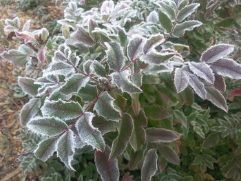 Close-up of snow on plant during winter