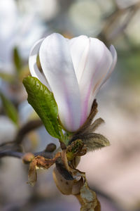 Close-up of rose bud