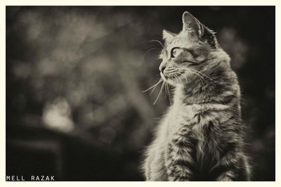 Close-up portrait of cat