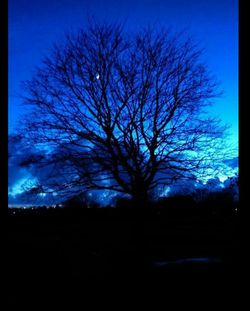 Silhouette bare tree against blue sky at night